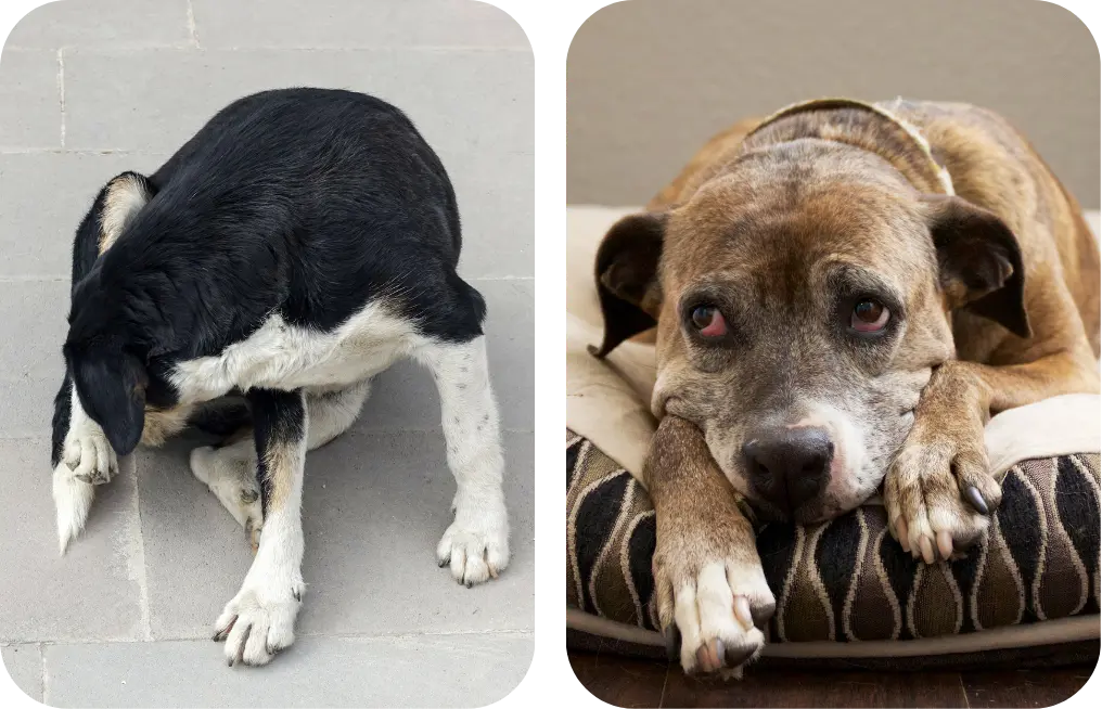 mobile science section image